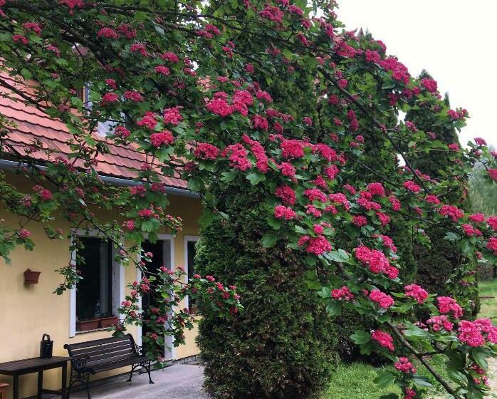 펜션 Bakonyi Kemencésház