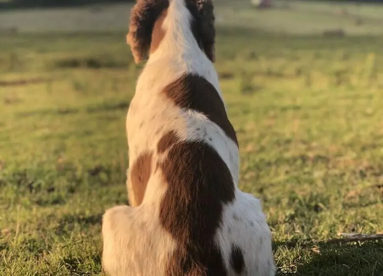 Queen Bower Farm Lodge