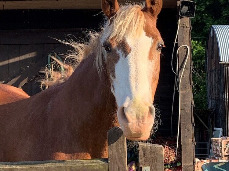 Queen Bower Farm Lodge