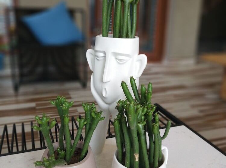 Пансион Yiyun Chunshe Meisu Hebi