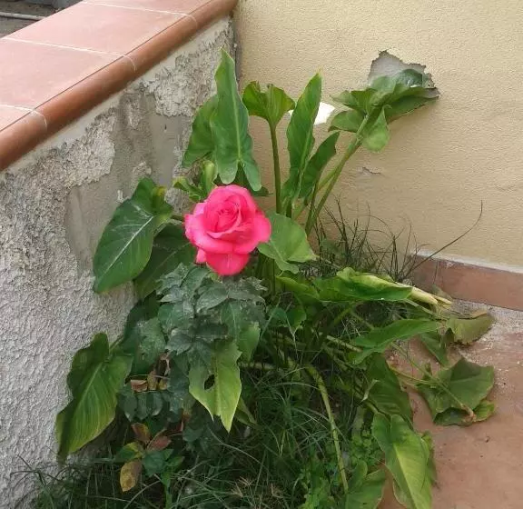 B&b La Dolce Siesta