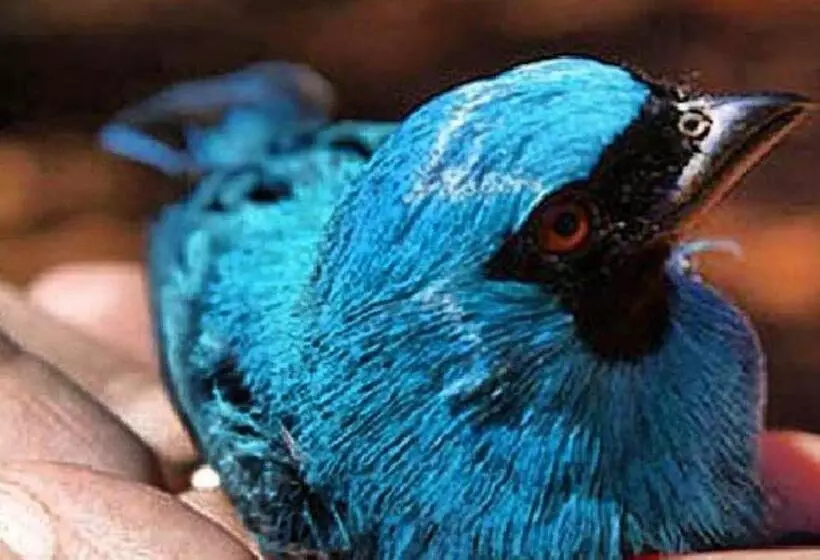 Hotelli Fazenda Serra Da Irara