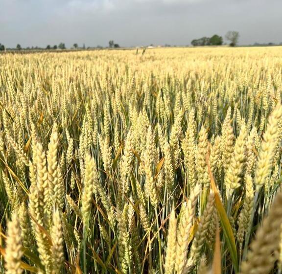 בית מלון כפרי Tenuta Pizzone