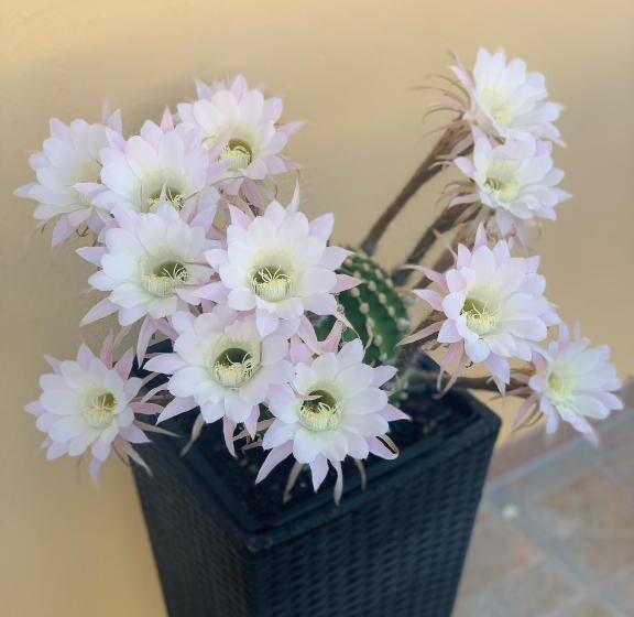 צימר Bb Borgo Biella