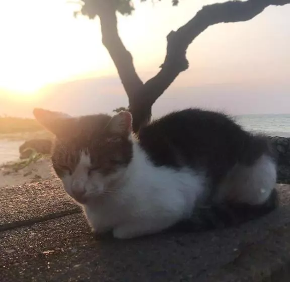 Majatalo Travelers House おーさんてぃん青空舎