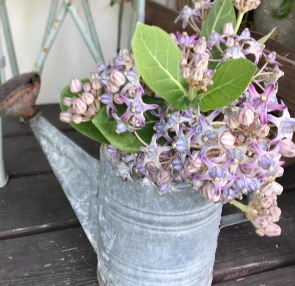 Пансион Travelers House おーさんてぃん青空舎