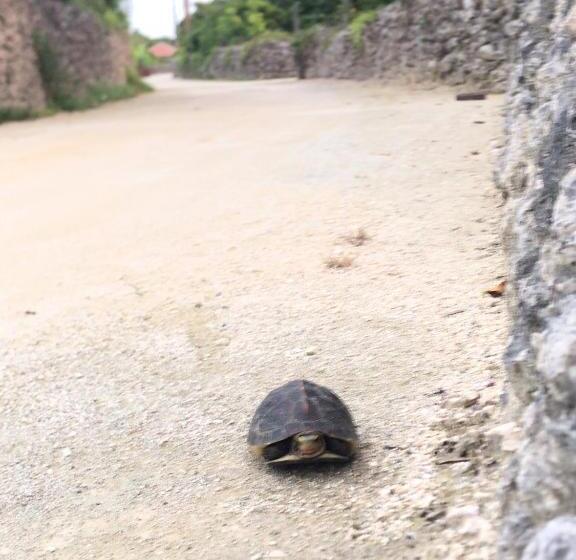 Пансион Travelers House おーさんてぃん青空舎