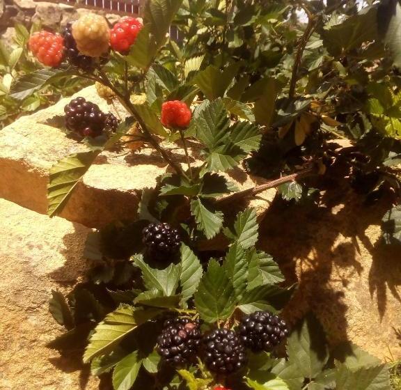 Donana Hostel De Guiné