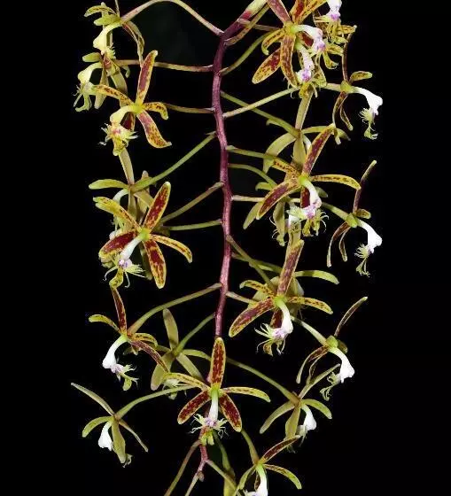 Hotelli Hostal La Casa De Rodrigo