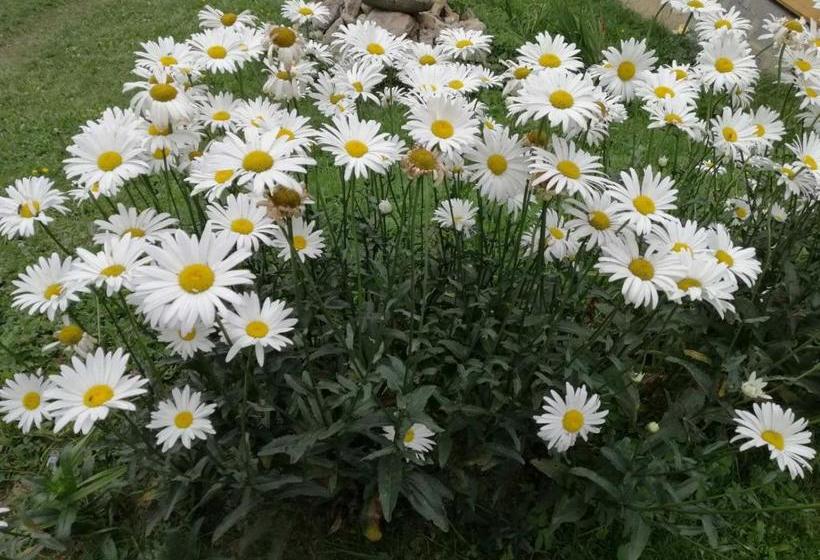 ペンション Marichka