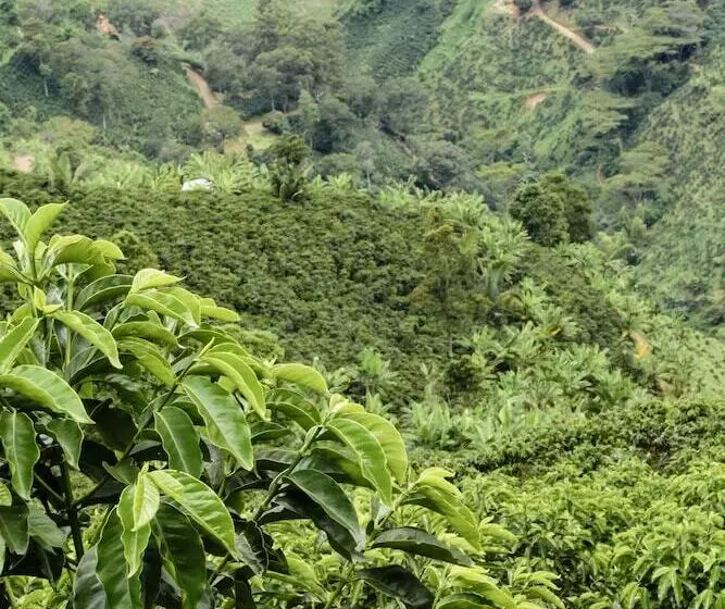 Hotelli Finca Boutique El Diamante