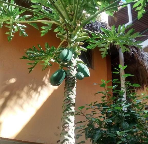 فندق Papaya Surf