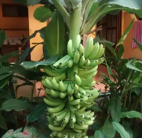 ホテル Papaya Surf
