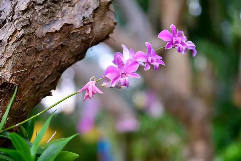 فندق Supatra Hua Hin Resort