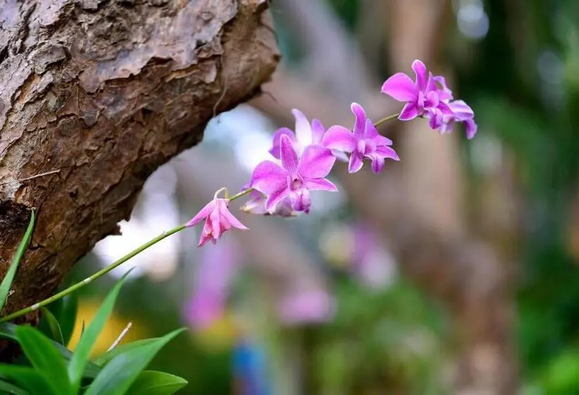 فندق Supatra Hua Hin Resort