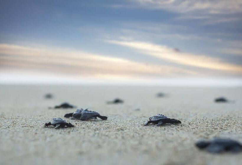 فندق Boutique Punta Jamaica