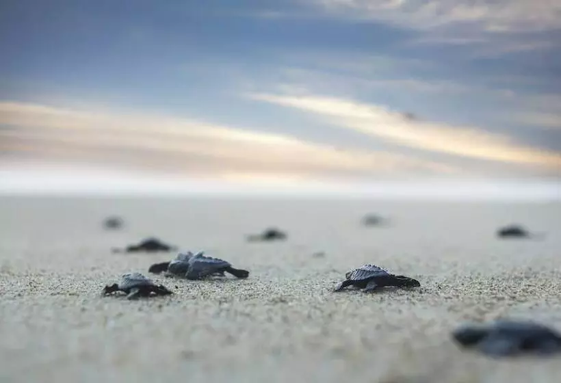 ホテル Boutique Punta Jamaica