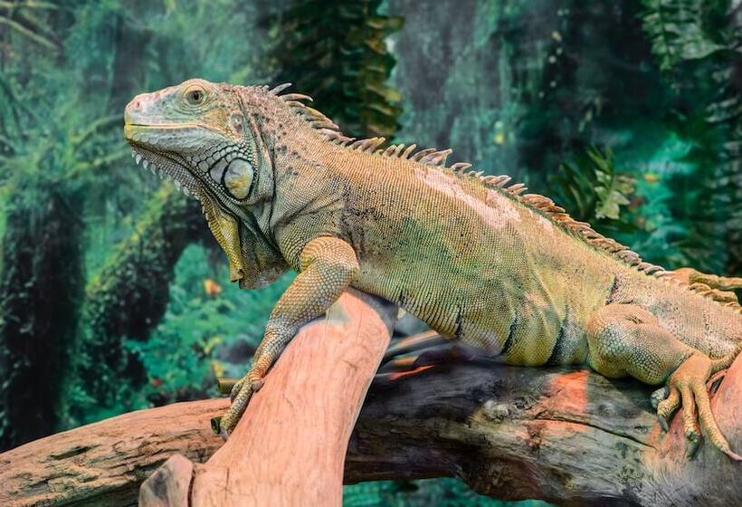 호텔 Holiday Inn Santo Domingo, An Ihg