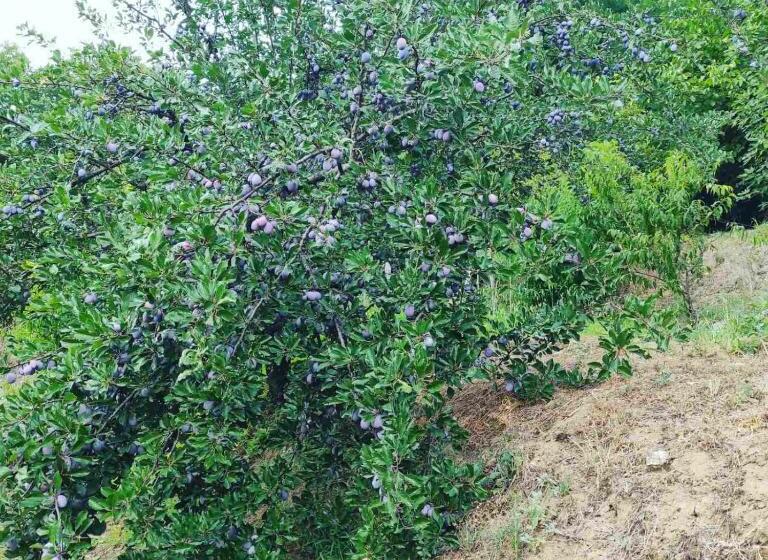 تختخواب و صبحانه Ethno House Osobak