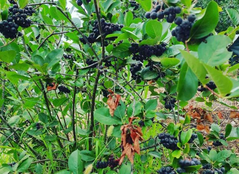 تختخواب و صبحانه Ethno House Osobak