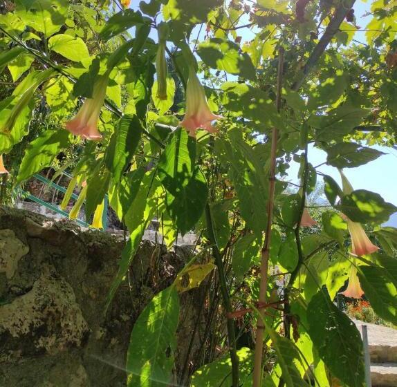 تختخواب و صبحانه Ethno House Osobak