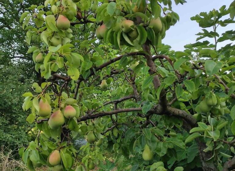 تختخواب و صبحانه Ethno House Osobak