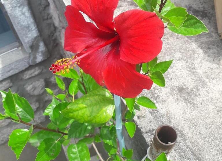 تختخواب و صبحانه Ethno House Osobak