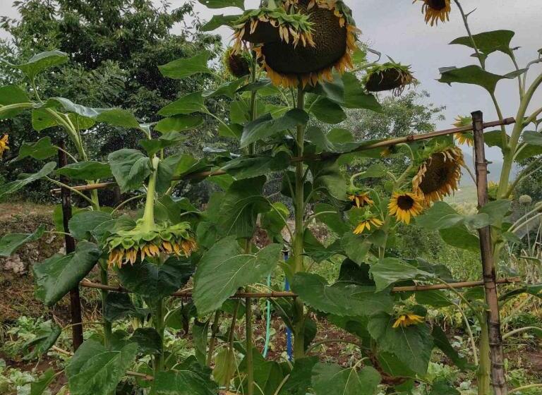 تختخواب و صبحانه Ethno House Osobak