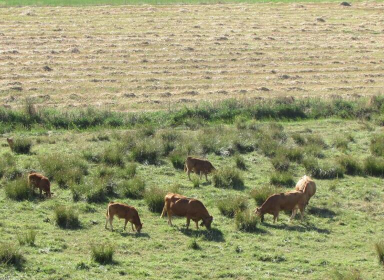 Panzió Hospedaria Firmino Bernardino
