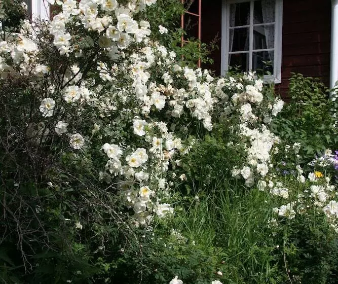 Aamiaismajoitus (B&B) Vehkaniemi Holyday Estate