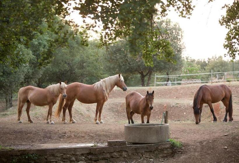 בית מלון כפרי Agriturismo Podere Poggiarone