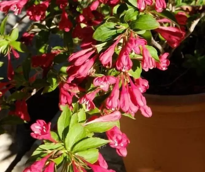 Отель Villa Elda