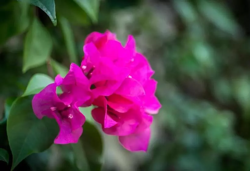 בית מלון כפרי Aventura Mexicana