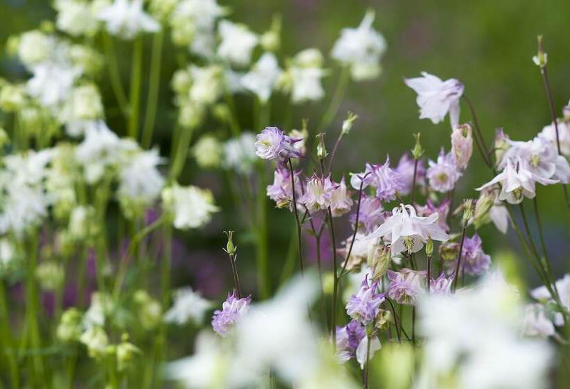 The Cornwall Hotel Spa & Lodges