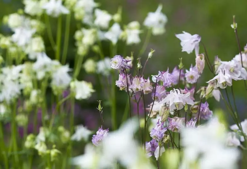 The Cornwall Hotel Spa & Lodges