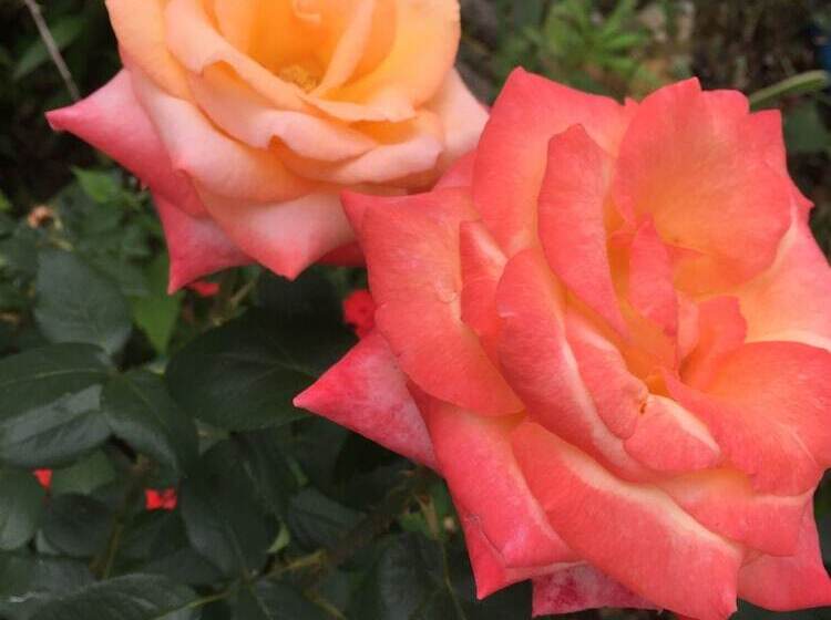 בית מלון כפרי Shin Sane Guest House