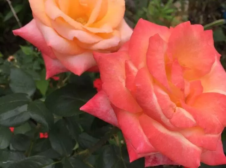 Hotelli Shin Sane Guest House