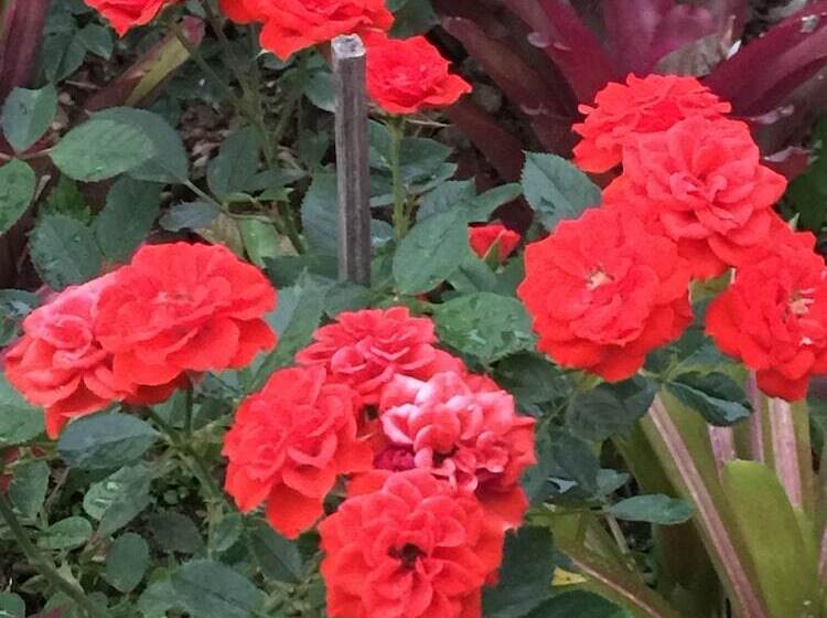 בית מלון כפרי Shin Sane Guest House