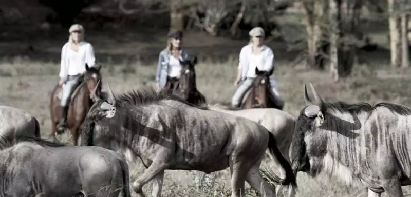 Hotelli The Safari House