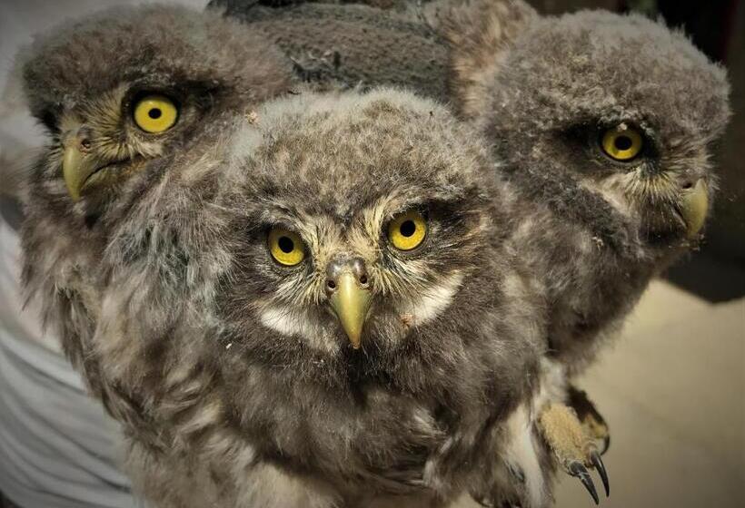 Pensionat L Oleandro