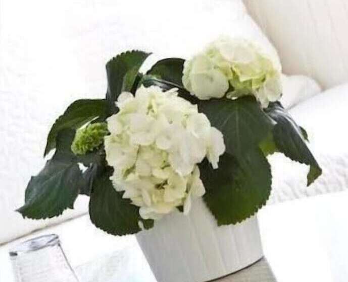 هتل Buchholz Downtown