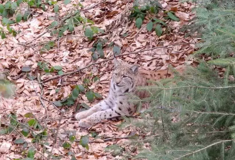 Hotel Dreisonnenberg