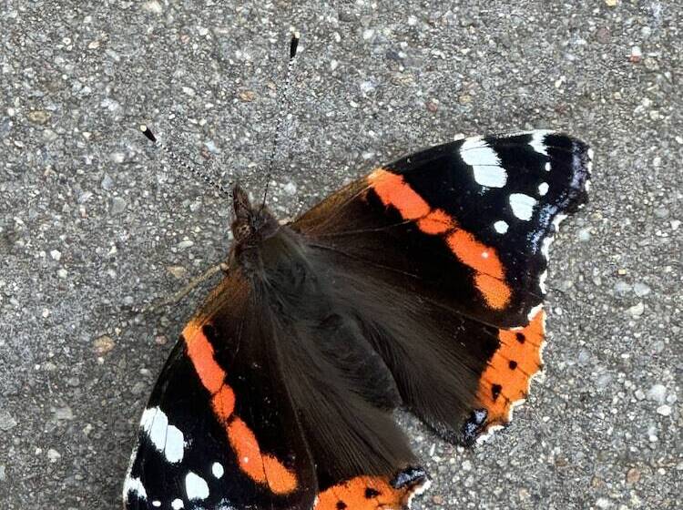 בית מלון כפרי Villa Sophienhohe