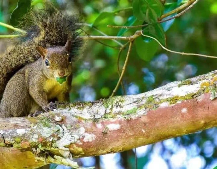 ペンション Pousada Sitio Da Terra E Arte