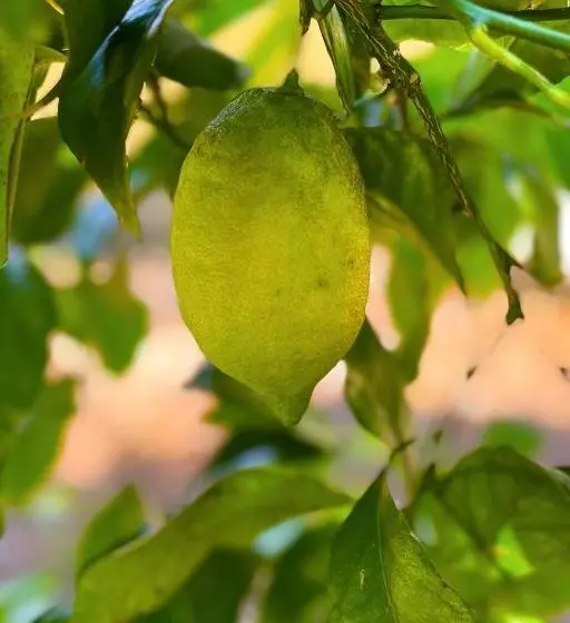 Aamiaismajoitus (B&B) Dimora Di Campagna Alle Falde Del Vesuvio