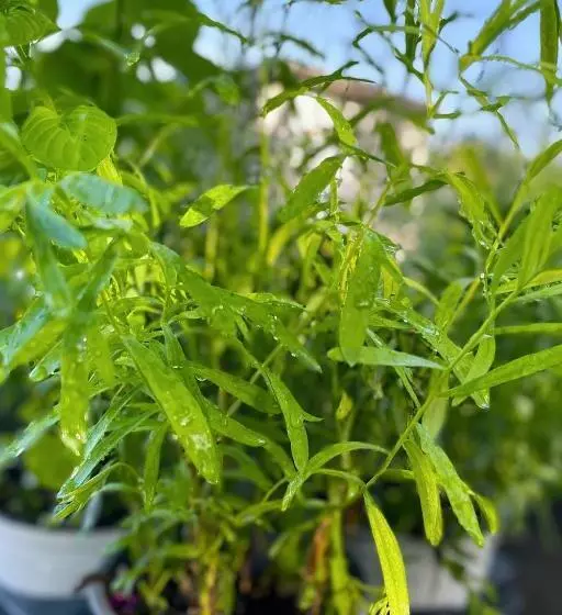 Aamiaismajoitus (B&B) Dimora Di Campagna Alle Falde Del Vesuvio