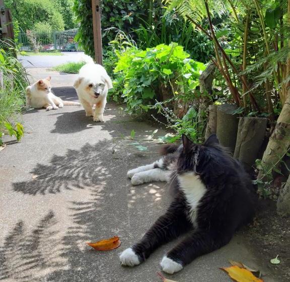 בית מלון כפרי Hostal La Casa Del Carpintero