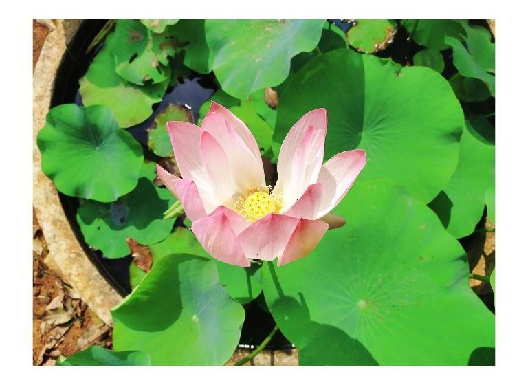 Pensão Kailasa Stays