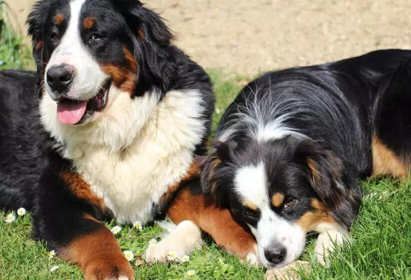 Aamiaismajoitus (B&B) Chateau Carbonneau