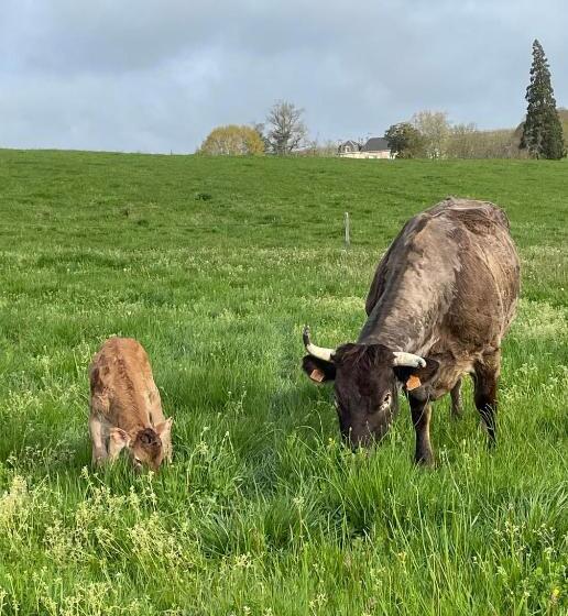 Bed and Breakfast Chateau Carbonneau